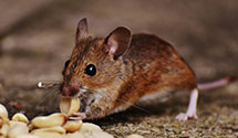 24 Hour & Emergency Exterminators in Timberlake, NC